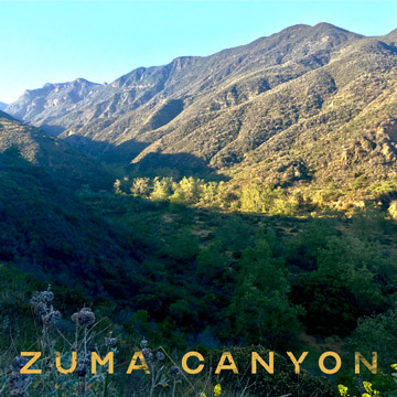 zuma